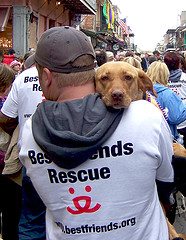 katrina dog 2 katrina dog 2 Evacuation Time? Dont Forget Your Pets!