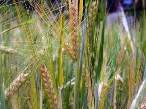 barley 300x225 Barley, the forgotten grain