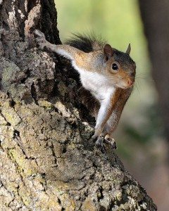 squirrel squirrel 240x300 Have you gone off the prepper deep end?