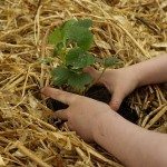 Thirteen Skills Required Of a Preparing Mom (or Grand Mom or Great Grand Mom As the Case May Be) kid gardening 150x150 Thirteen Skills Required Of a Preparing Mom (or Grand Mom or Great Grand Mom As the Case May Be)
