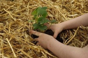 kid gardening 300x199 INSTANT SURVIVAL TIP:  Use Online Tools to Plan Your Garden