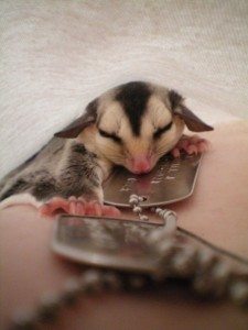 sugar glider sugar glider 225x300 Put together an emergency kit for your pets