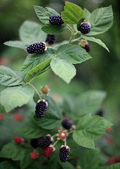 berry bush berry bush Integrating Prepping with Life