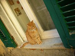 orange cat orange cat INSTANT SURVIVAL TIP: Do You Have What it Takes to Evacuate Your Pet?
