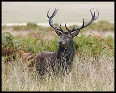 deer deer Survival Skills: Try This Quick, Easy Way to Make Jerky