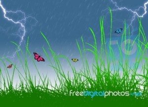 butterfly storm 300x218 Why I do this
