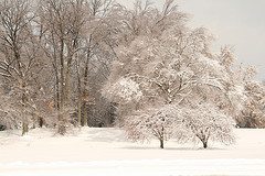 winter trees winter trees Winter Brings The Chance Of Frostnip And Frostbite