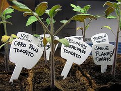 seedlings seedlings Its tiiiiime!!!! Start those seeds indoors with toilet paper rolls!