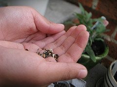 seeds in hand seeds in hand How viable are your stored seeds?