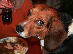 dog at table Product Review: Freeze Dried Dog Food
