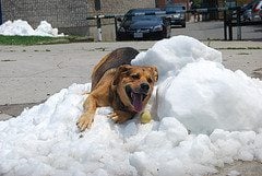 dog in heatwave Hot enough for ya? Tips for staying cool when its hotter than hell outside