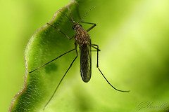 mosquito Survival Diary from 3 Hurricanes & Lessons Learned, Part 2 of 3