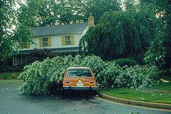 tree on car Survival Diary from 3 Hurricanes & Lessons Learned, Part 2 of 3