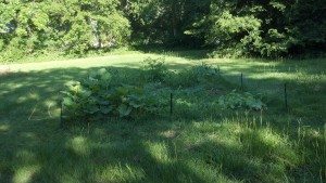 2012-05-29_08-15-13_89 2012 05 29 08 15 13 89 300x169 Check out our gardens!