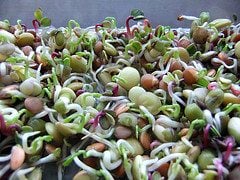sprouting seeds sprouting seeds November Skill of the Month: Other Uses for Wheat Berries