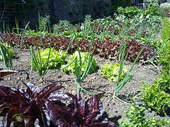 garden in backyard 7 Things to do right now to get ready for a fabulous summer garden