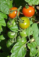 tomato plant 7 Things to do right now to get ready for a fabulous summer garden