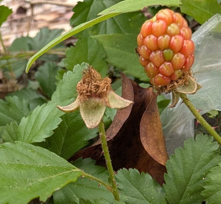 image: close up photo of wild raspberry