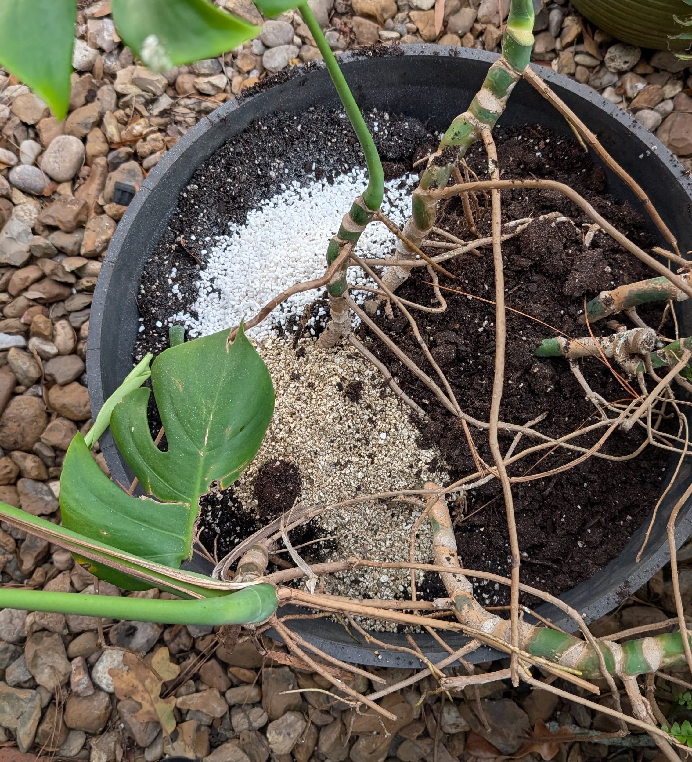 What Household Items Are Good for Plants? 15 Free Fertilizers From Your Kitchen