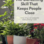 My dad propagated fig trees his whole life. When he passed, I inherited four of them — and I'm never letting them die. Here's why plant propagation is one of the most meaningful (and practical) skills a gardener can have.