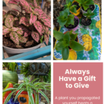 Propagating plants means you always have a thoughtful, living gift ready. A rooted cutting in a small pot is personal, beautiful, and costs almost nothing.