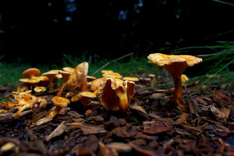 image: chanterelle mushrooms growing on the forest floor