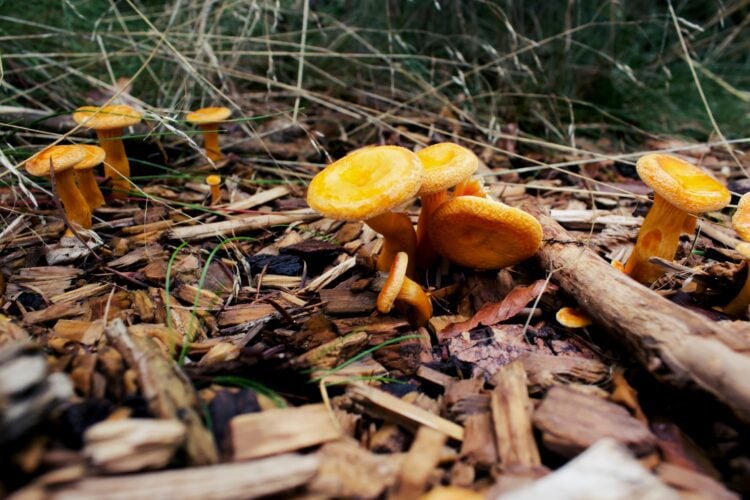 image: wild chanterelle mushrooms